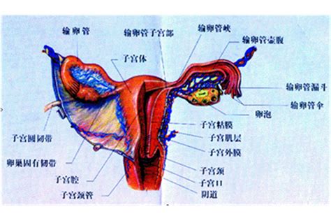 女人的阴|女阴